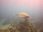 AMBA0019.jpg (2630 visits) AMBA0019.jpg